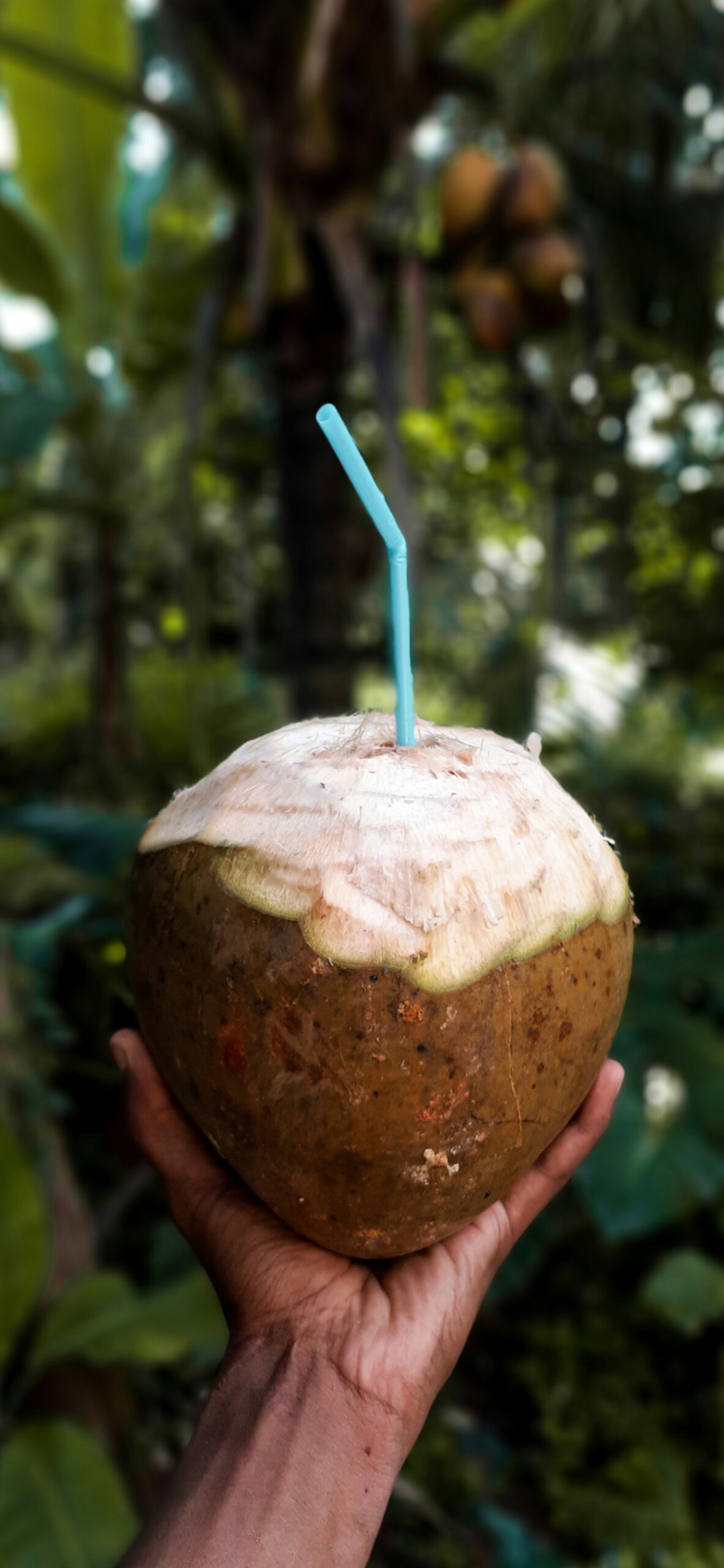 Coconut Cake Recipes Tropical-Inspired Treats